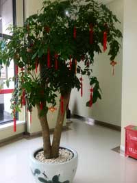 植物租擺（幸福樹(shù)）